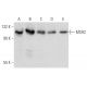 MSH2 Antibody (D-9) - Western Blotting - Image 356957 