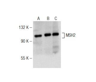 MSH2 Antibody (E-7) - Western Blotting - Image 142562 