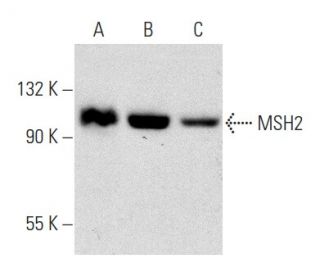 MSH2 Antibody (G-7): sc-376501