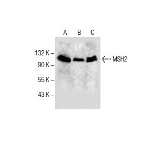western blotting image from recommended MSH2 (D-6) monoclonal antibody replacement. Image 286123