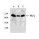 western blotting image from recommended MSH2 (D-6) monoclonal antibody replacement. Image 286123