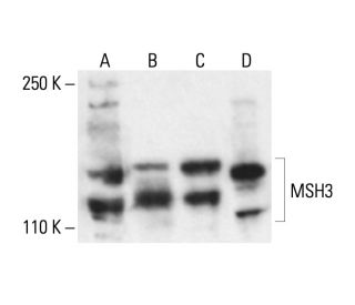 msh3-antibody-b-4-western-