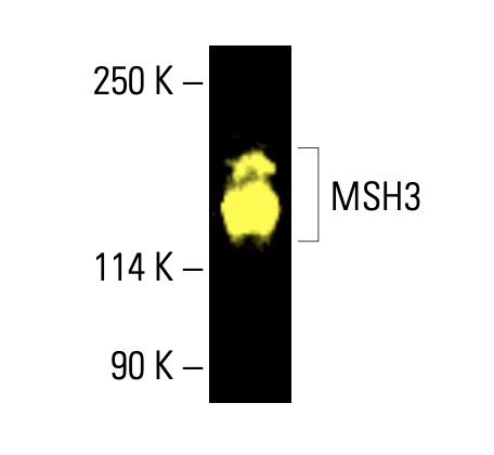 MSH3 Antibody (B-4) | SCBT - Santa Cruz Biotechnology