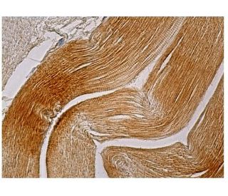 MSH3 Antibody (C-8) | SCBT - Santa Cruz Biotechnology