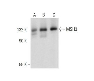 MSH3 Antibody (C-8) - Western Blotting - Image 128908 