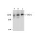 MSH3 Antibody (C-8) - Western Blotting - Image 128908 