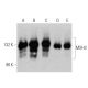 MSH3 Antibody (C-8) - Western Blotting - Image 358729