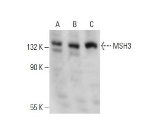 MSH3 Antibody (H-300): sc-11441