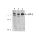 This polyclonal antibody has been discontinued. See our recommended <a href="msh3-antibody-b-4">MSH3 (B-4)</a> monoclonal antibody (sample data shown). western blotting image from recommended MSH3 (B-4) monoclonal antibody replacement. Image 128907