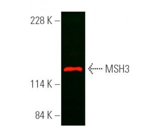 MSH3 Antibody (B-4) - Western Blotting - Image 389602