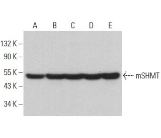 mSHMT Antibody (F-11) - Western Blotting - Image 382185