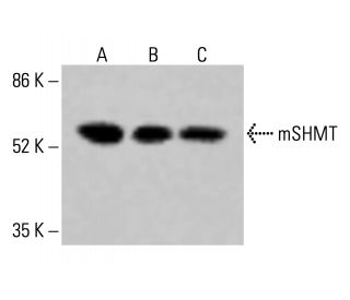 mSHMT Antibody (F-11) - Western Blotting - Image 415114
