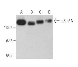 western blotting image from recommended mSin3A (G-11) monoclonal antibody replacement. Image 380017
