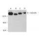 western blotting image from recommended mSin3A (G-11) monoclonal antibody replacement. Image 380017