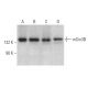 western blotting image from recommended mSin3B (H-4) monoclonal antibody replacement. Image 375169
