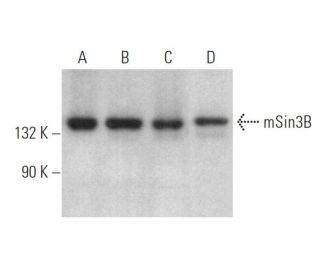 western blotting image from recommended mSin3B (H-4) monoclonal antibody replacement. Image 375169