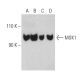 MSK1 Antibody (F-4) - Western Blotting - Image 399468