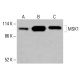 MSK1 Antibody (F-4) - Western Blotting - Image 416483