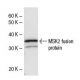 MSK2 Antibody (2934C1a) - Western Blotting - Image 47881 
