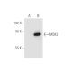 MSK2 Antibody (2934C1a) - Western Blotting - Image 56687 