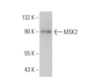 MSK2 Antibody (F-2) - Western Blotting - Image 359214 