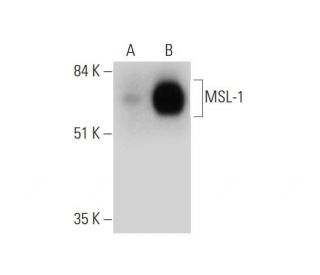 MSL-1 Antibody (C-9) - Western Blotting - Image 325153