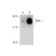 MSL-1 Antibody (C-9) - Western Blotting - Image 325153
