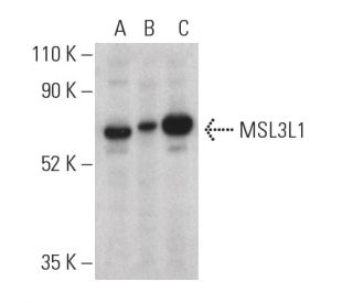 MSL3L1 Antibody (E-7) - Western Blotting - Image 401352 