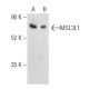 MSL3L1 Antibody (E-7) - Western Blotting - Image 401349