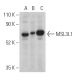 MSL3L1 Antibody (E-7) - Western Blotting - Image 401352 