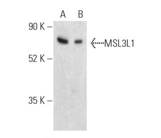 MSL3L1 Antibody (E-7) - Western Blotting - Image 401349