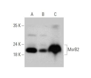 MsrB2 Antibody (B-12) - Western Blotting - Image 344068 