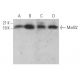 MsrB2 Antibody (B-12) - Western Blotting - Image 369810