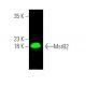 MsrB2 Antibody (B-12) - Western Blotting - Image 370675 