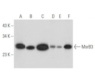 MsrB3 Antibody (C-4) - Western Blotting - Image 333475 