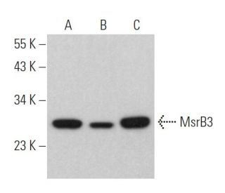 MsrB3 Antibody (C-4) - Western Blotting - Image 372832