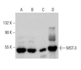 MST-3 Antibody (47) - Western Blotting - Image 387961 