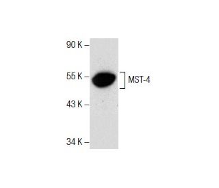 MST-4 Antibody (C-11): sc-376649