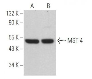 MST-4 Antibody (C-11) - Western Blotting - Image 366040 