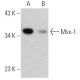 Msx-1 Antibody (5D11) - Western Blotting - Image 368591