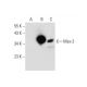 Msx-2 Antibody (B-2) - Western Blotting - Image 300126