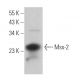 Msx-2 Antibody (B-2) - Western Blotting - Image 369802 