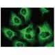 Msx-2 Antibody (F-6) - Immunofluorescence - Image 149270 