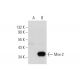 Msx-2 Antibody (F-6) - Western Blotting - Image 138519