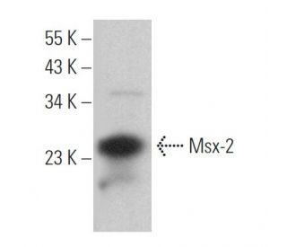 western blotting image from recommended Msx-2 (B-2) monoclonal antibody replacement. Image 369802