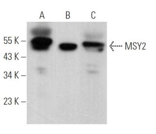 MSY2 Antibody (A-12) - Western Blotting - Image 368749 