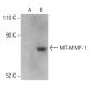 MT-MMP-1 Antibody (C-7) - Western Blotting - Image 401736