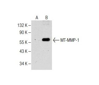 western blotting image from recommended MT-MMP-1 (C-7) monoclonal antibody replacement. Image 281632