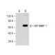 western blotting image from recommended MT-MMP-1 (C-7) monoclonal antibody replacement. Image 281632