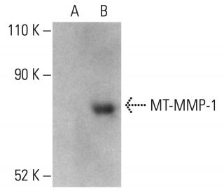 MT-MMP-1 Antibody (C-7) - Western Blotting - Image 401736